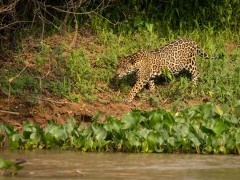 Jaguar in the Pantanal.
