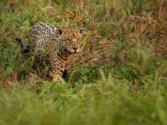Jaguar in the Pantanal.