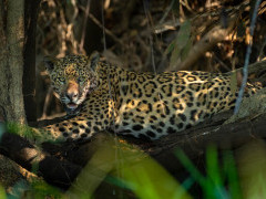 Jaguar in the Pantanal, Brazil.
