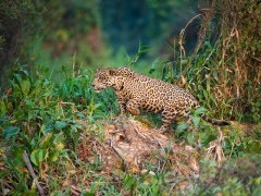 Jaguar in the Pantanal.