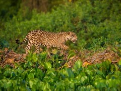 Jaguar in the Pantanal, Brazil.