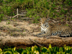 Jaguar in the Pantanal, Brazil.