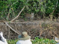 Jaguar in the Pantanal, Brazil.