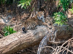 Jaguar and cub in the Pantanal, Brazil.