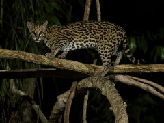 Ocelot in the Pantanal, Brazil.