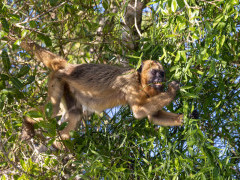 Black-and-gold howler monkey in the Pantanal, Brazil.