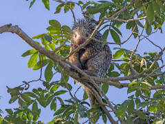 Brazilian porcupine in the Pantanal, Brazil.