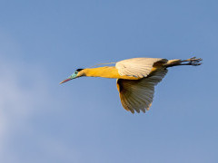 Capped heron in the Pantanal, Brazil.