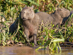 Capybara in the Pantanal, Brazil.