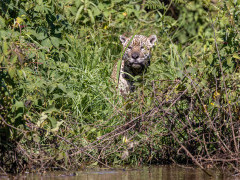 Jaguar in the Pantanal, Brazil.