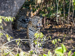 Jaguar in the Pantanal, Brazil.