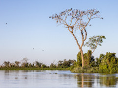 Neotropic cormorants in the Pantanal, Brazil.