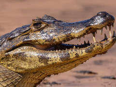 Yacare caiman in the Pantanal, Brazil.