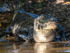Yacare caiman in the Pantanal, Brazil.