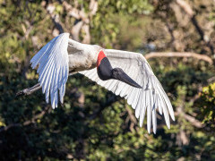 Jabiru stork in the Pantanal, Brazil.