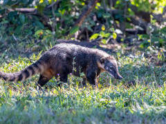 South American coati in the Pantanal, Brazil.