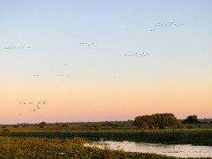 Sunrise in Poso Alegre, the Pantanal, Brazil.