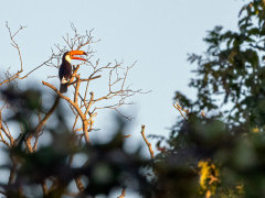 Toco toucan in the Pantanal, Brazil.