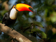 Toco toucan in the Pantanal, Brazil.
