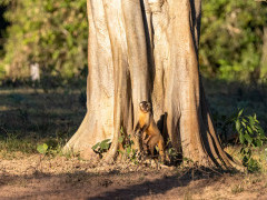 Azara's capuchin in the Pantanal, Brazil.
