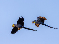 Hyacinth macaw in the Pantanal, Brazil.