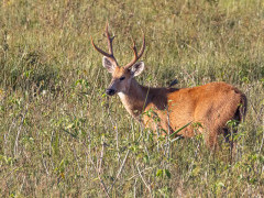 Marsh deer in the Pantanal, Brazil.