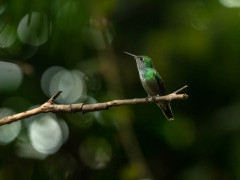 Versicoloured emerald hummingbird in the Pantanal, Brazil.