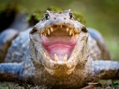Yacare caiman in the Pantanal, Brazil.