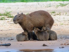 Capybara family in the Pantanal, Brazil.