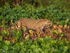 Jaguar in the Pantanal, Brazil.