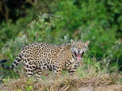 Jaguar in the Pantanal, Brazil.