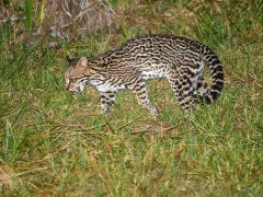 Ocelot in the Pantanal, Brazil.