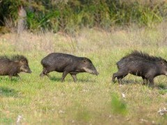 Peccaries in the Pantanal, Brazil.