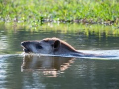 Brazilian tapir in the Pantanal, Brazil.