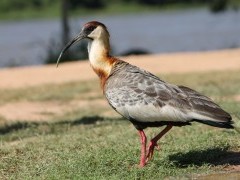 Woolly necked ibis in Brazil.