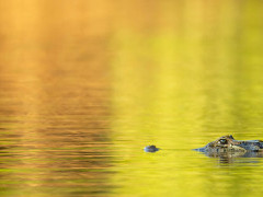 Yacare caiman in the Pantanal, Brazil.