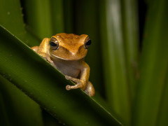 Yellow-toed tree frog in Brazil.