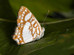 Zygia metalmark butterfly in Brazil.