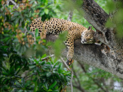 Jaguar in Brazil.