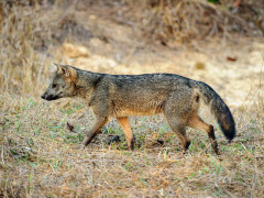 Crab-eating fox in Brazil.