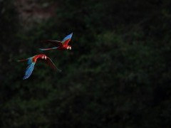 Red-and-green macaws in Brazil.