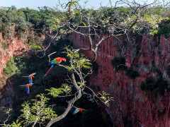 Red-and-green macaws in Brazil.