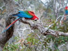Red-and-green macaw in Brazil.