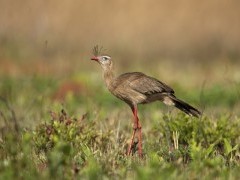 Red-legged seriema in Brazil