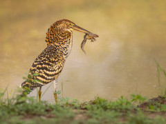 Rufescent tiger heron in Brazil.