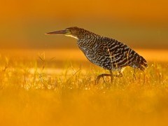 Rufescent tiger heron in the evening sun in Brazil