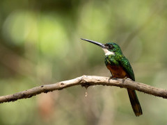 Rufous-tailed jacamar in Brazil.