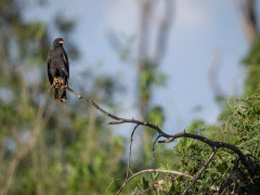 Snail kite in Brazil.