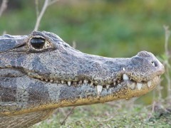 Caiman in Brazil.