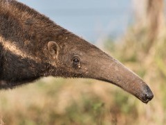 Giant anteater in Brazil.